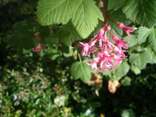 102 Flowering currant (Ribes)