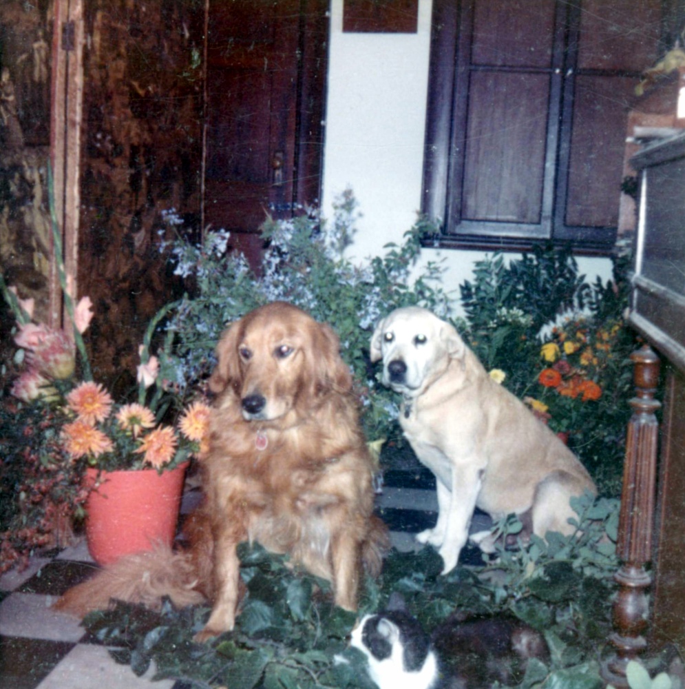 12 1974 Bishopscourt dogs